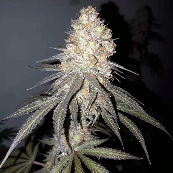Delicious Cookies Seed > Delicious Seeds | Feminized Cannabis   |  Sativa